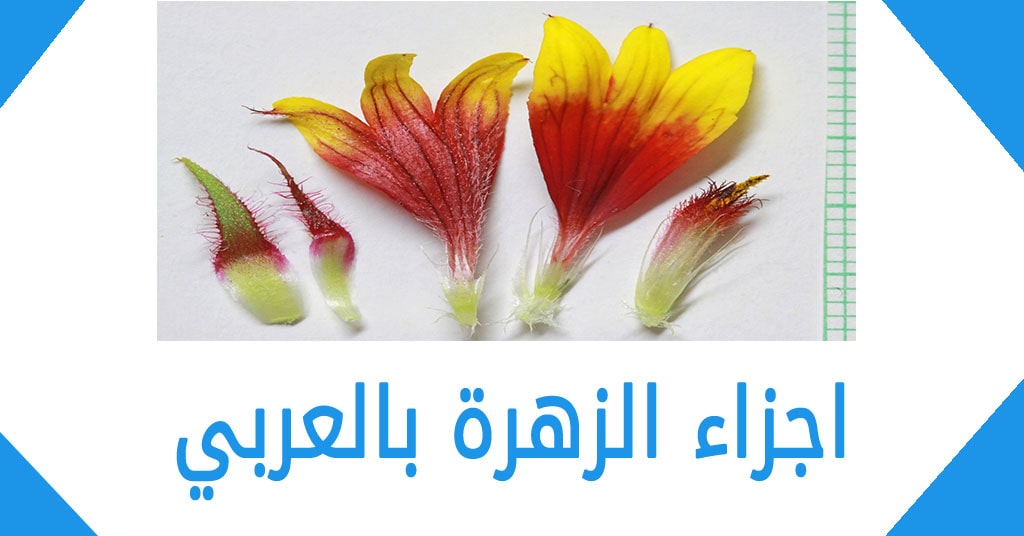 اجزاء الزهرة بالعربي
